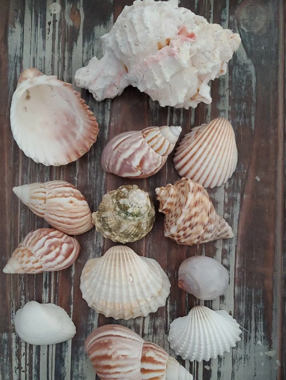 Natural Seashells Pink Murex Seashell Beach Coastal Decor Crafts Nautical